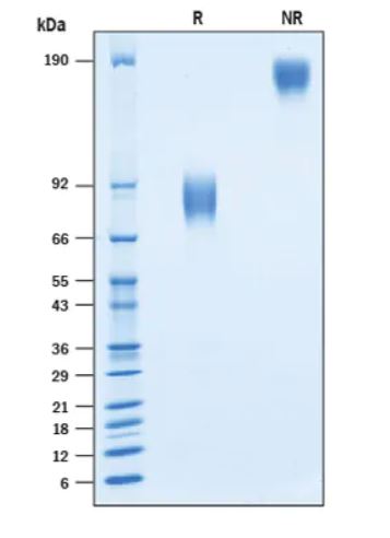 2 μg/lane Protein  was resolved with SDS-PAGE under reducing (R) and non-reducing (NR) conditions and visualized by Coomassie® Blue staining.
